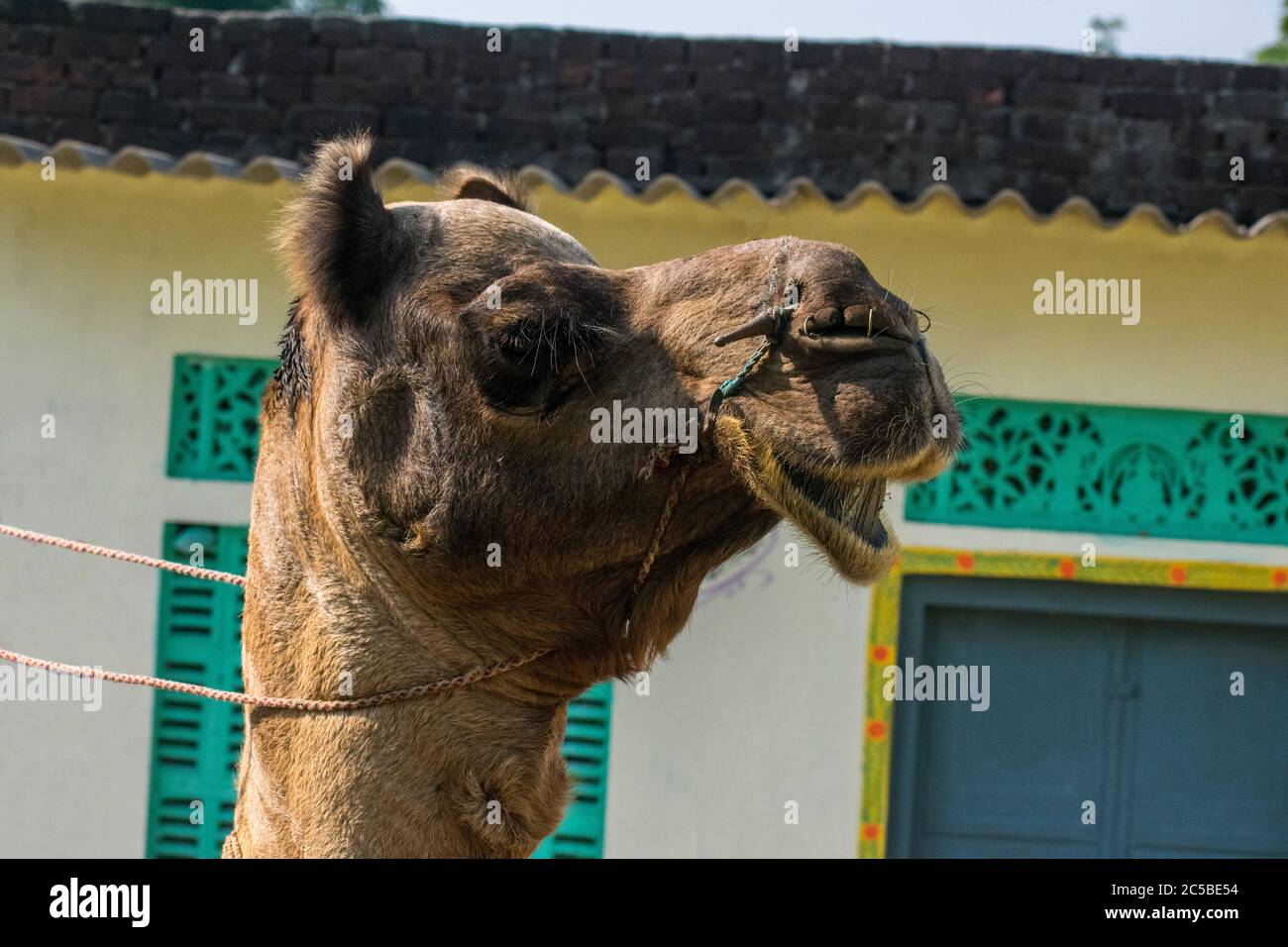 Das Kamel ist Teil der Landschaft von Rajasthan; die Ikone der Wüste Staat, Teil seiner kulturellen Identität, und ein wirtschaftlich wichtiges Tier für Stockfoto