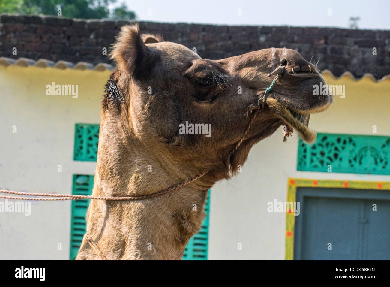 Das Kamel ist Teil der Landschaft von Rajasthan; die Ikone der Wüste Staat, Teil seiner kulturellen Identität, und ein wirtschaftlich wichtiges Tier für Stockfoto