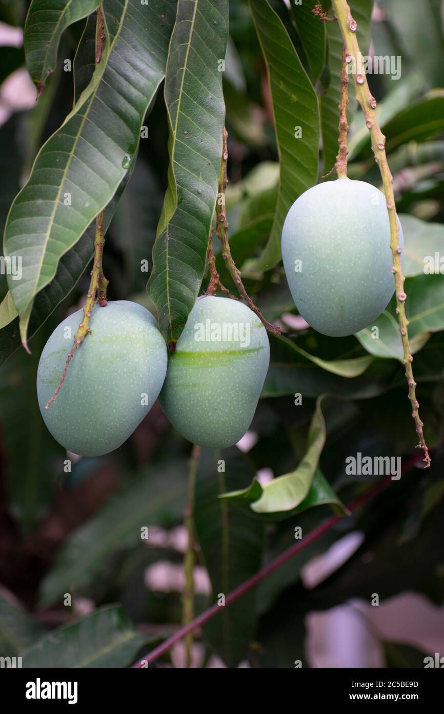 Eine Mango ist eine saftige Steinfrucht, die aus zahlreichen tropischen Baumarten der blühenden Pflanzengattung Mangifera hergestellt wird, die meist für Fo angebaut wird Stockfoto