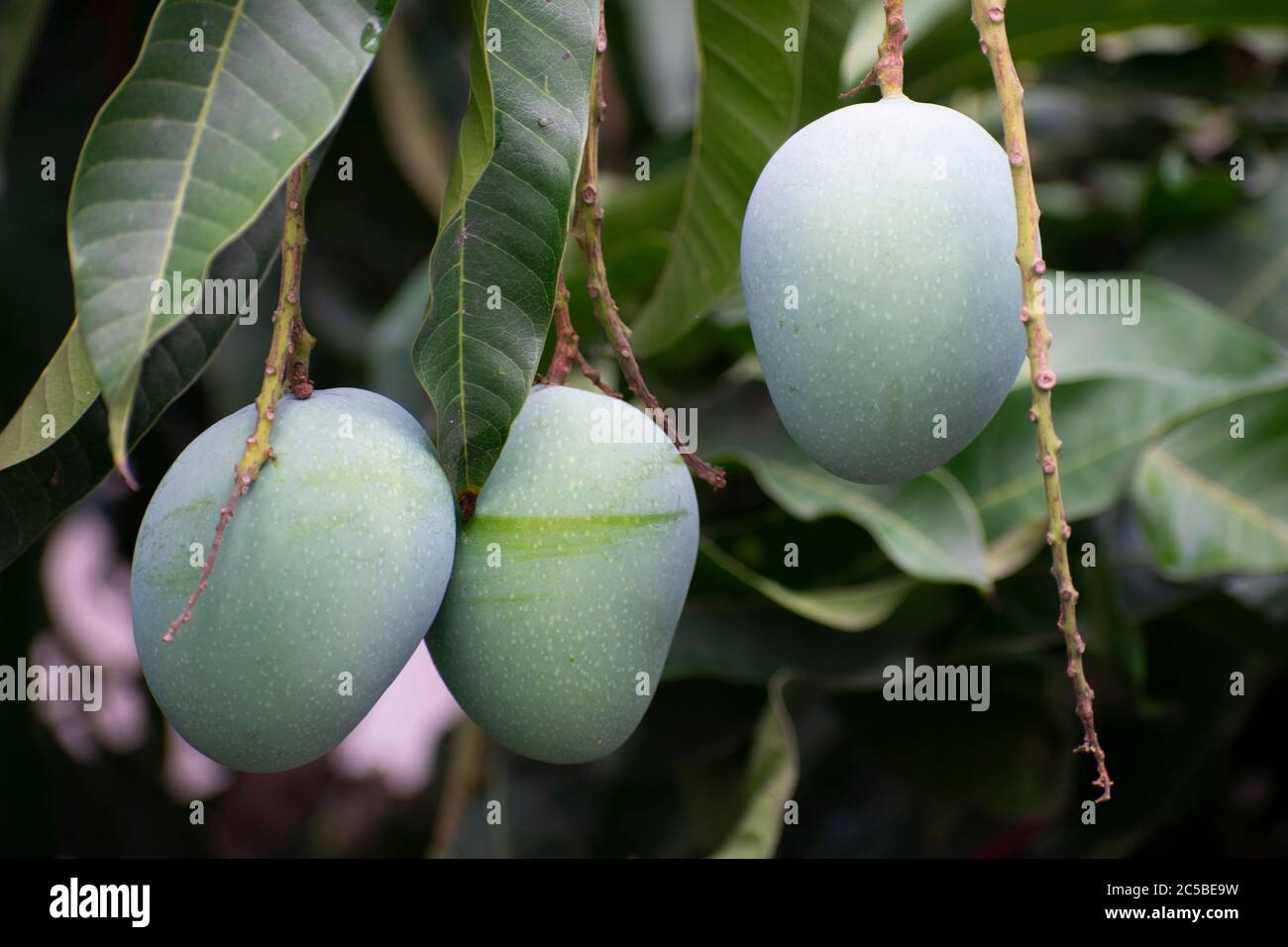 Eine Mango ist eine saftige Steinfrucht, die aus zahlreichen tropischen Baumarten der blühenden Pflanzengattung Mangifera hergestellt wird, die meist für Fo angebaut wird Stockfoto