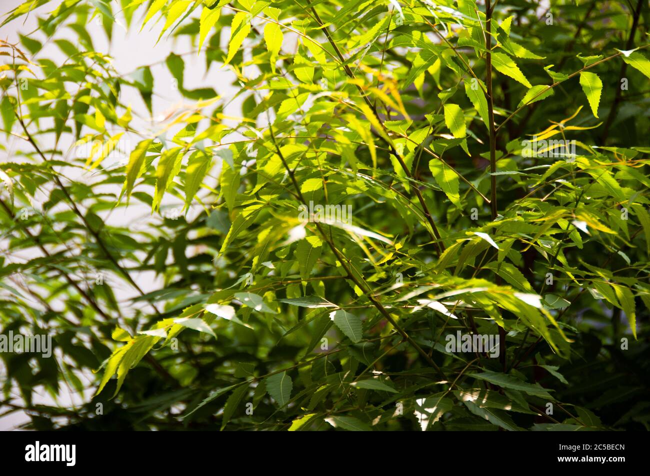 Azadirachta indica, allgemein bekannt als Neem, Nimtree oder indische Flieder, ist ein Baum in der Familie der Mahagoni Meliaceae Stockfoto