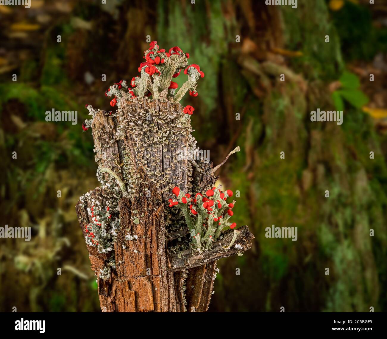 Aus Cladonia cristatella oder britischen Soldaten Lichen, die auf einem alten hölzernen Zaunpfosten in West Virginia vor Waldgrund wachsen Stockfoto