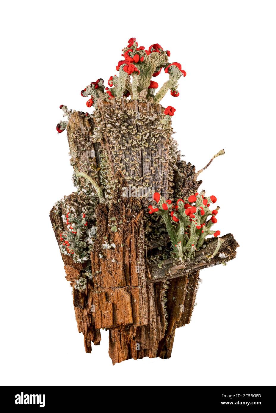Ausschnitt von Cladonia cristatella oder britischen Soldaten Lichen, die auf einem alten hölzernen Zaunpfosten in West Virginia vor weißem Hintergrund wachsen Stockfoto