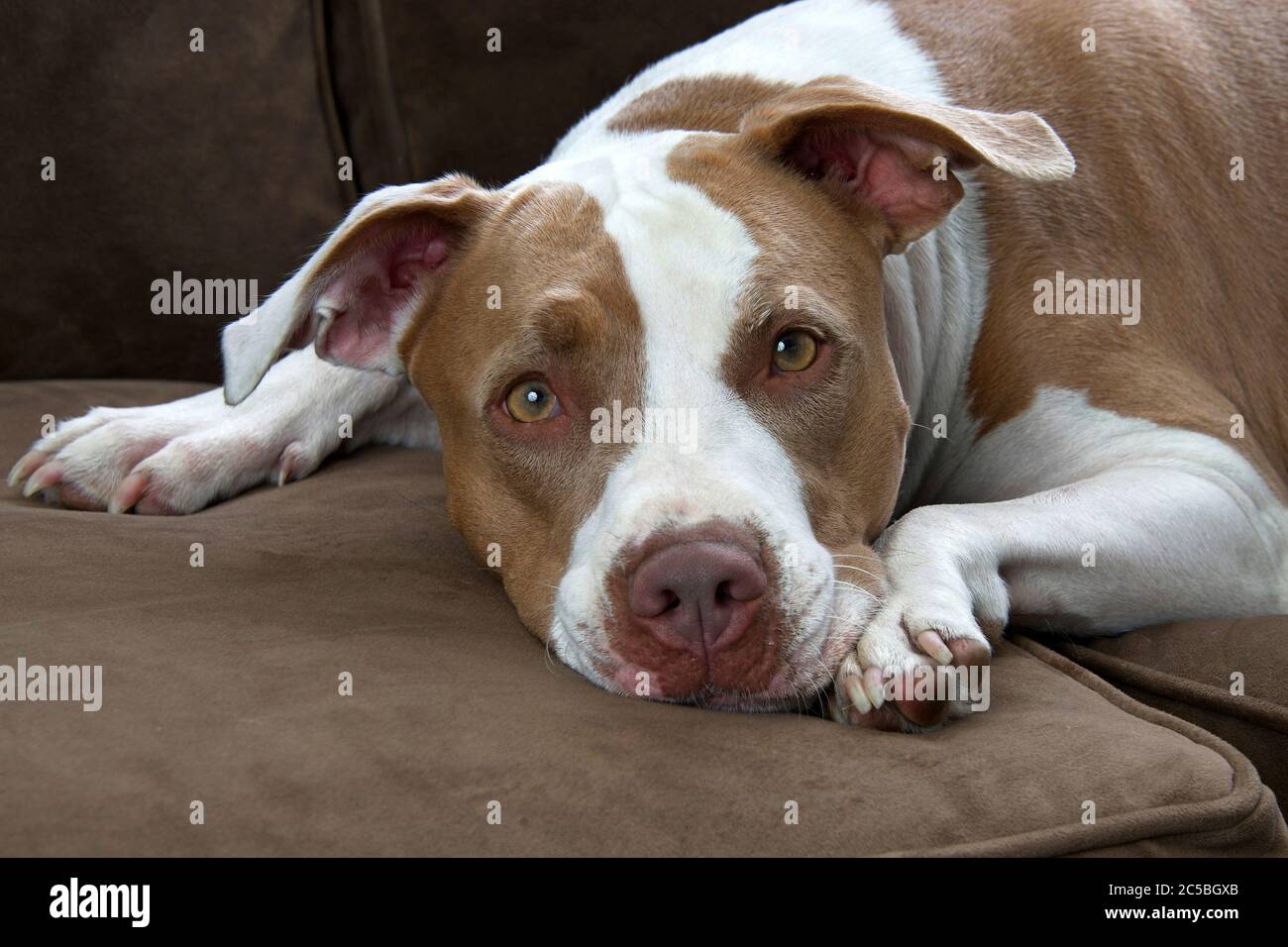 Weiß und braun Boxerwelpe liegt auf einem braunen Sofa direkt auf den Betrachter Stockfoto