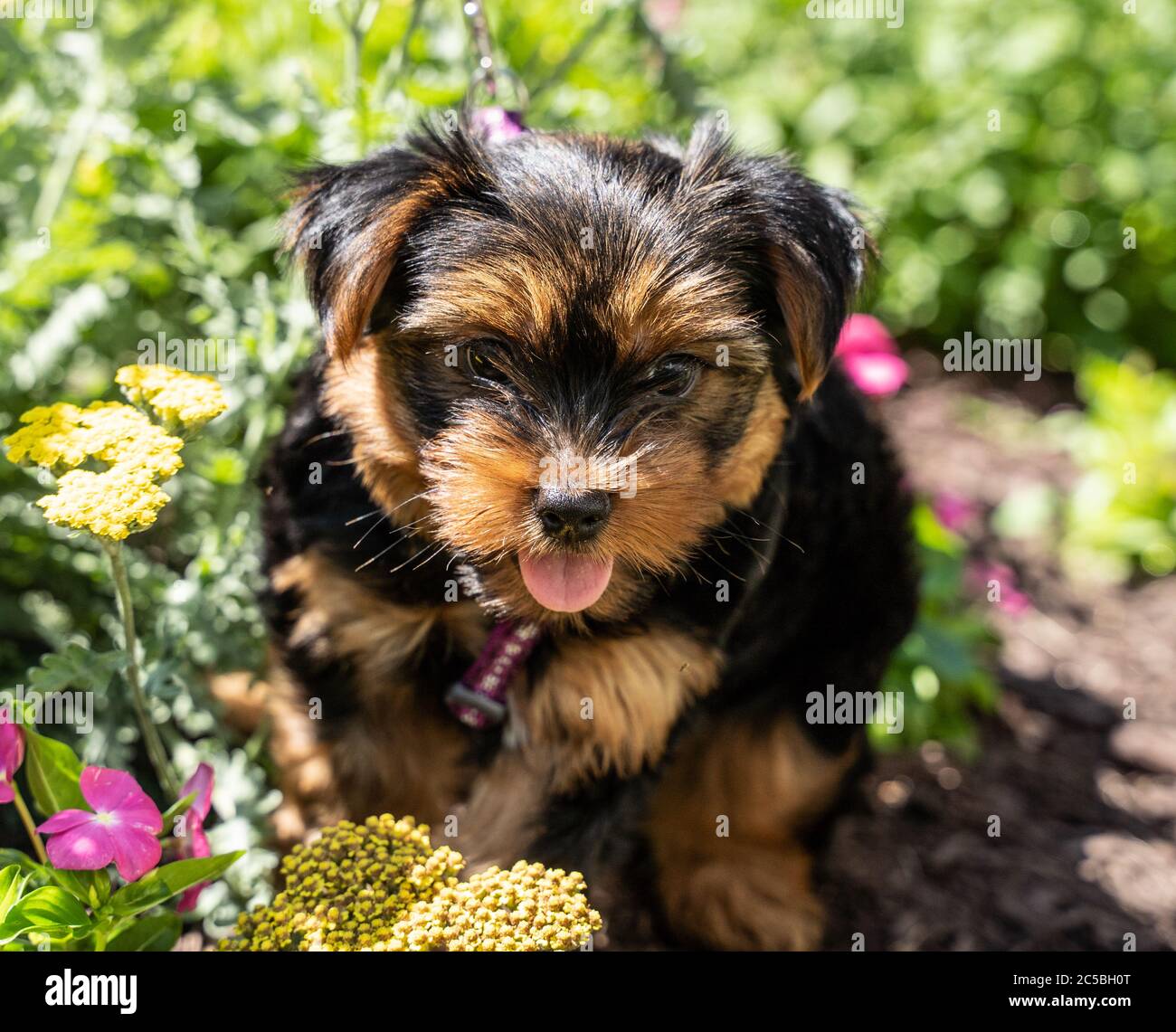 Niedliche Yorkshire Terrier Welpen sitzt im Garten. Stockfoto