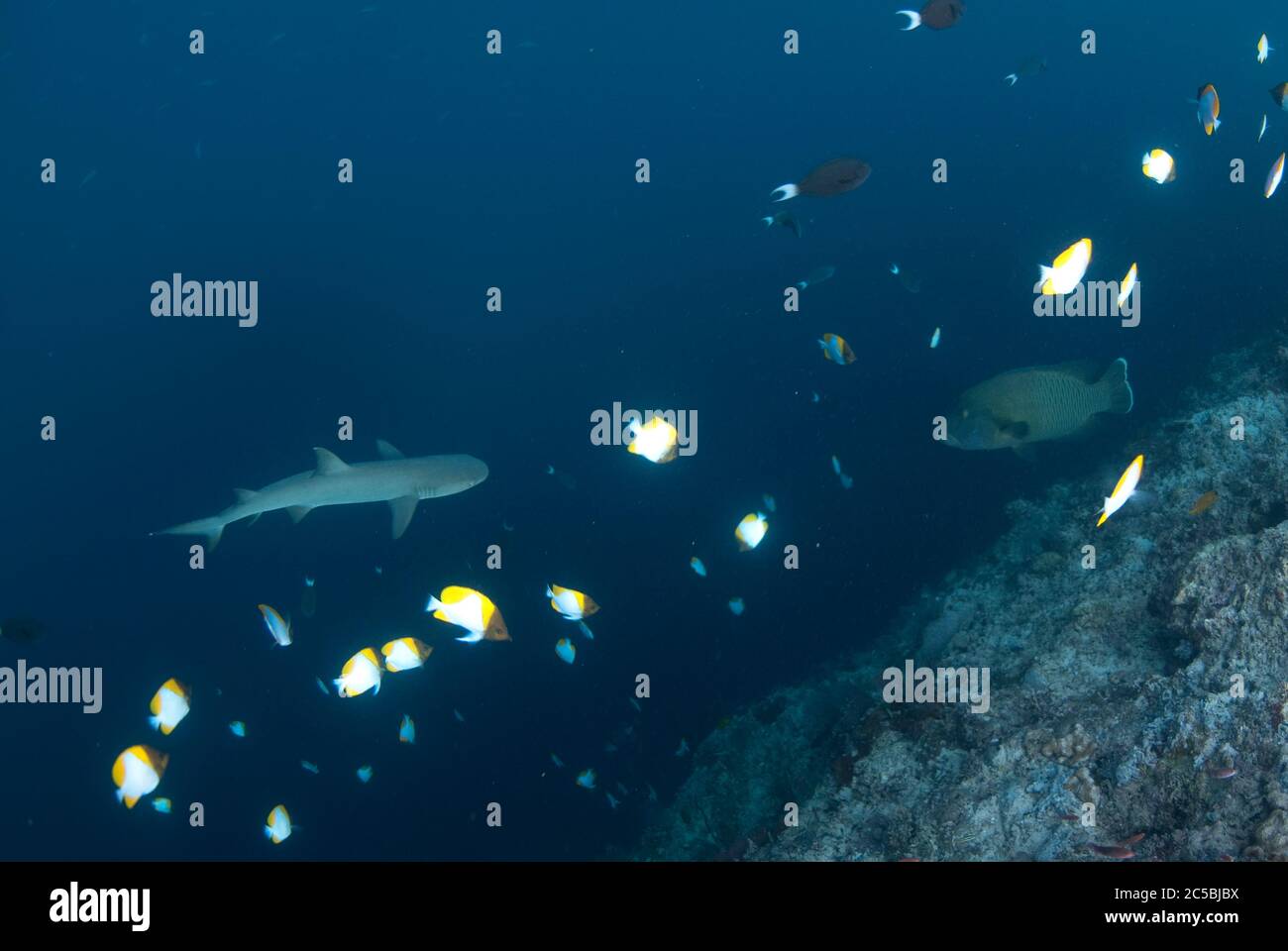 White-Tip Reef Shark, Triaenodon obesus, auf einer Riffwand mit Pyramid Butterflyfish, Hemitaurichthys polylepis, Barracuda Point Tauchplatz Stockfoto