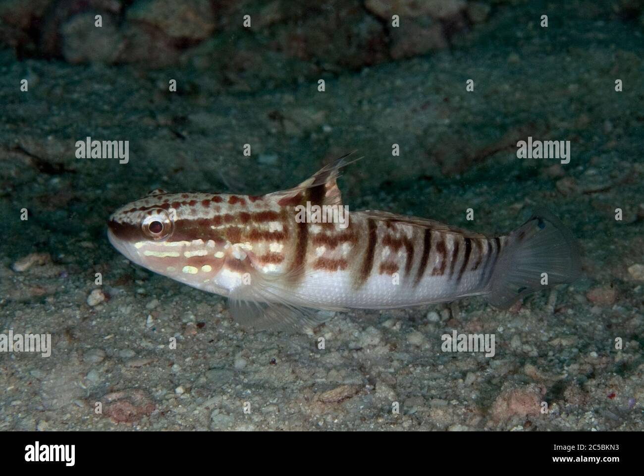 Gebänderter Goby, Amblygobius phalaena, Maki Point Tauchplatz, Kapalai Insel, nahe Sipadan Insel, Sabah, Malaysia, Celebes See Stockfoto