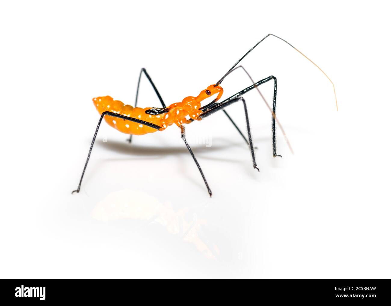 Melkweed Assassin Bug - Zelus longipes - auf weißem Hintergrund, Nahaufnahme Stockfoto