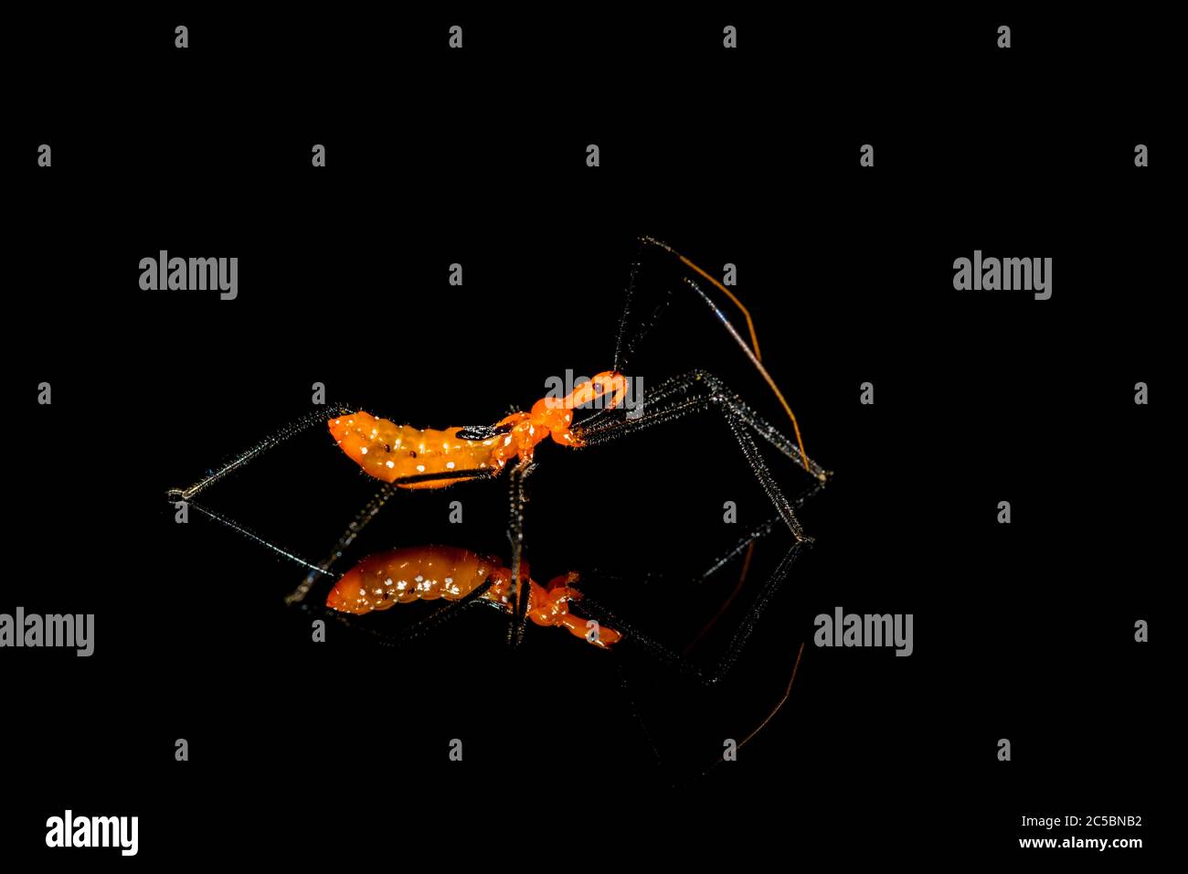 Melkweed Assassin Bug - Zelus longipes - auf schwarzem Hintergrund, Nahaufnahme Stockfoto