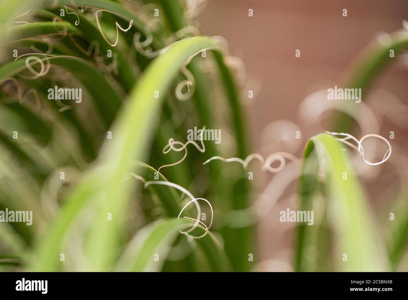 Ein Makrofoto von lockigen Fäden, die auf einer Zwillingsblume Agave Pflanze (Agave geminiflora) wachsen, die in Mexiko beheimatet ist. Stockfoto