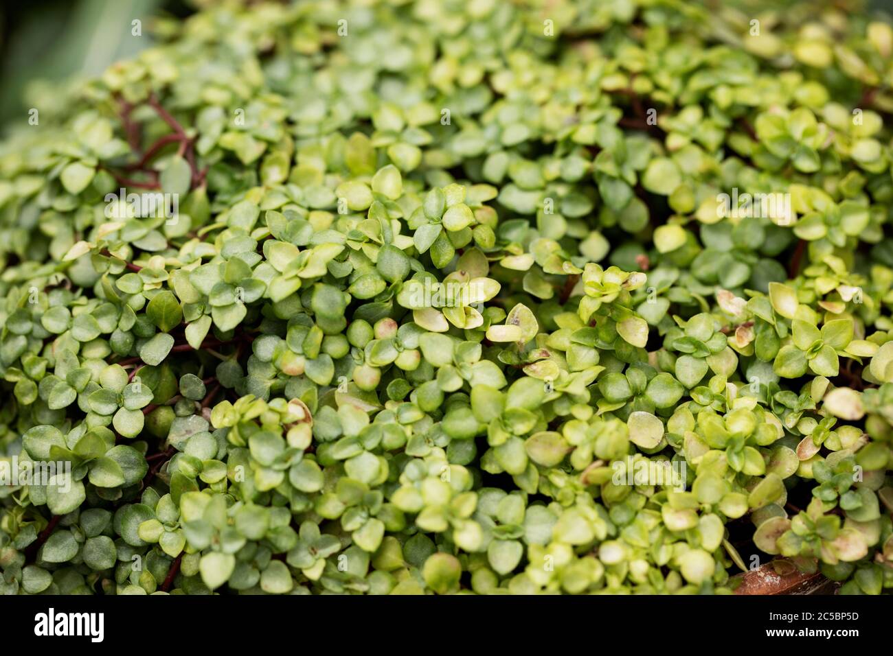 Pilea glauca in Variety Aquamarin, auch bekannt als Baby Tears oder Silber funkeln Pflanze, eine hübsche tropische Bodendecke mit winzigen silbrig grünen Blättern. Stockfoto