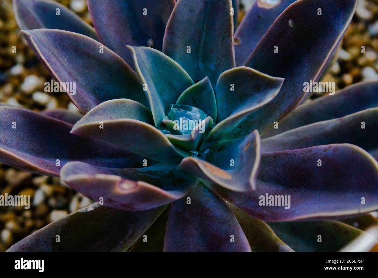Ein kleiner Tropfen Wasser verschachtelte sich in den hydrophoben Blütenblättern eines Sukkulenten. Stockfoto