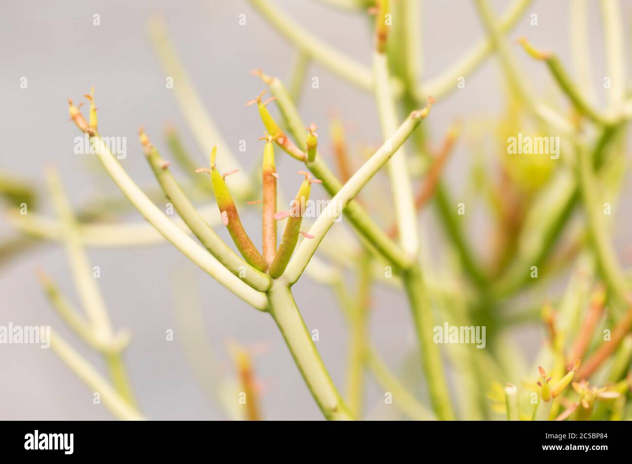 Roter Bleistiftbaum (Euphorbia tirucalli), in Varietät Sticks on Fire, Familie Euphorbiaceae, ein giftiger saftiger tropischer Strauch, der in Afrika und Asien beheimatet ist Stockfoto