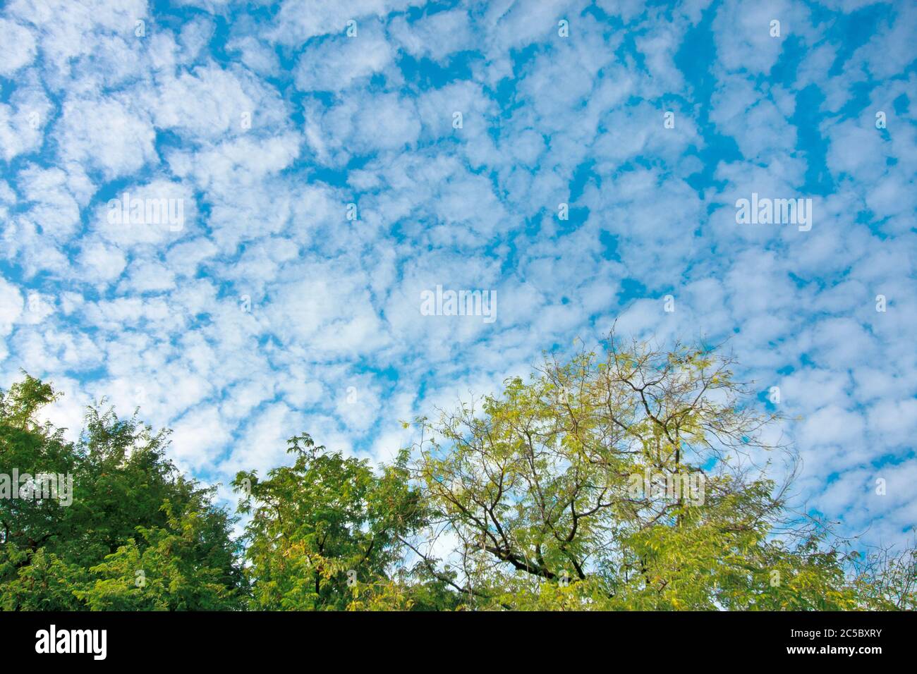 Blauer Himmel und flauschige Wolken und Blätter Bäume auf Natur Hintergrund Textur Stockfoto
