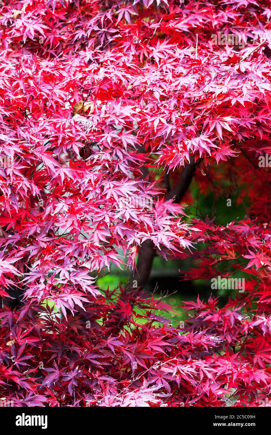 Roter Herbst Japanischer Ahornbaum Blätter im Oktober Garten Acer palmatum Baum Acer Garten Herbst Ahornbaum Herbst rote Blätter Stockfoto