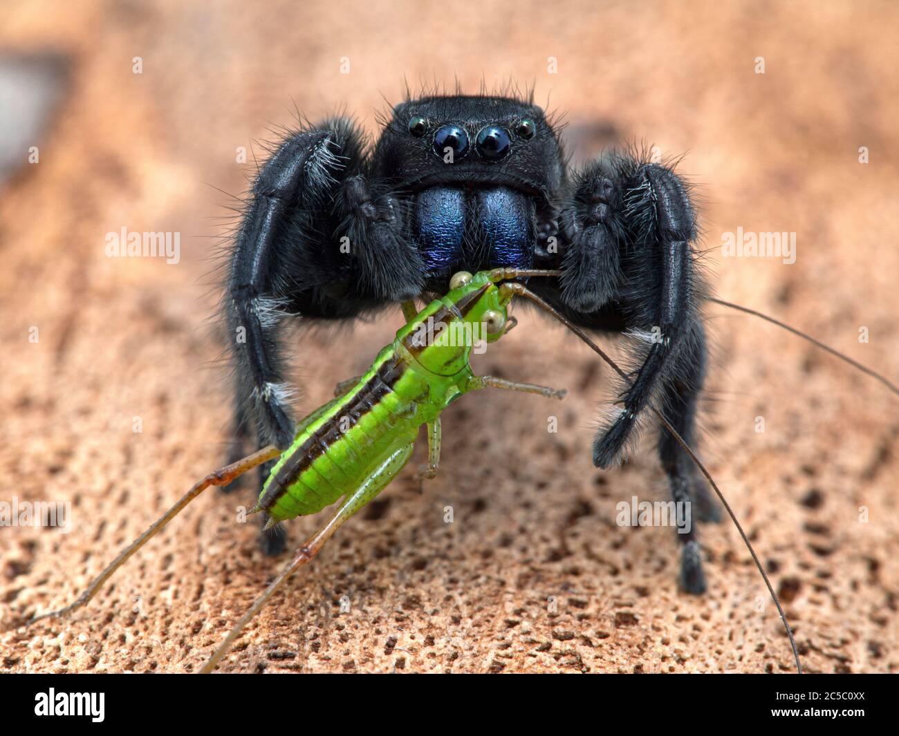 Männliche Johnson-Spinne (Phiddipus johnsoni), die sich auf einem juvenilen Trommeln katydid (Meconema thalassinum) ernährt. Trommeln Katydiden sind eine europäische Spe Stockfoto