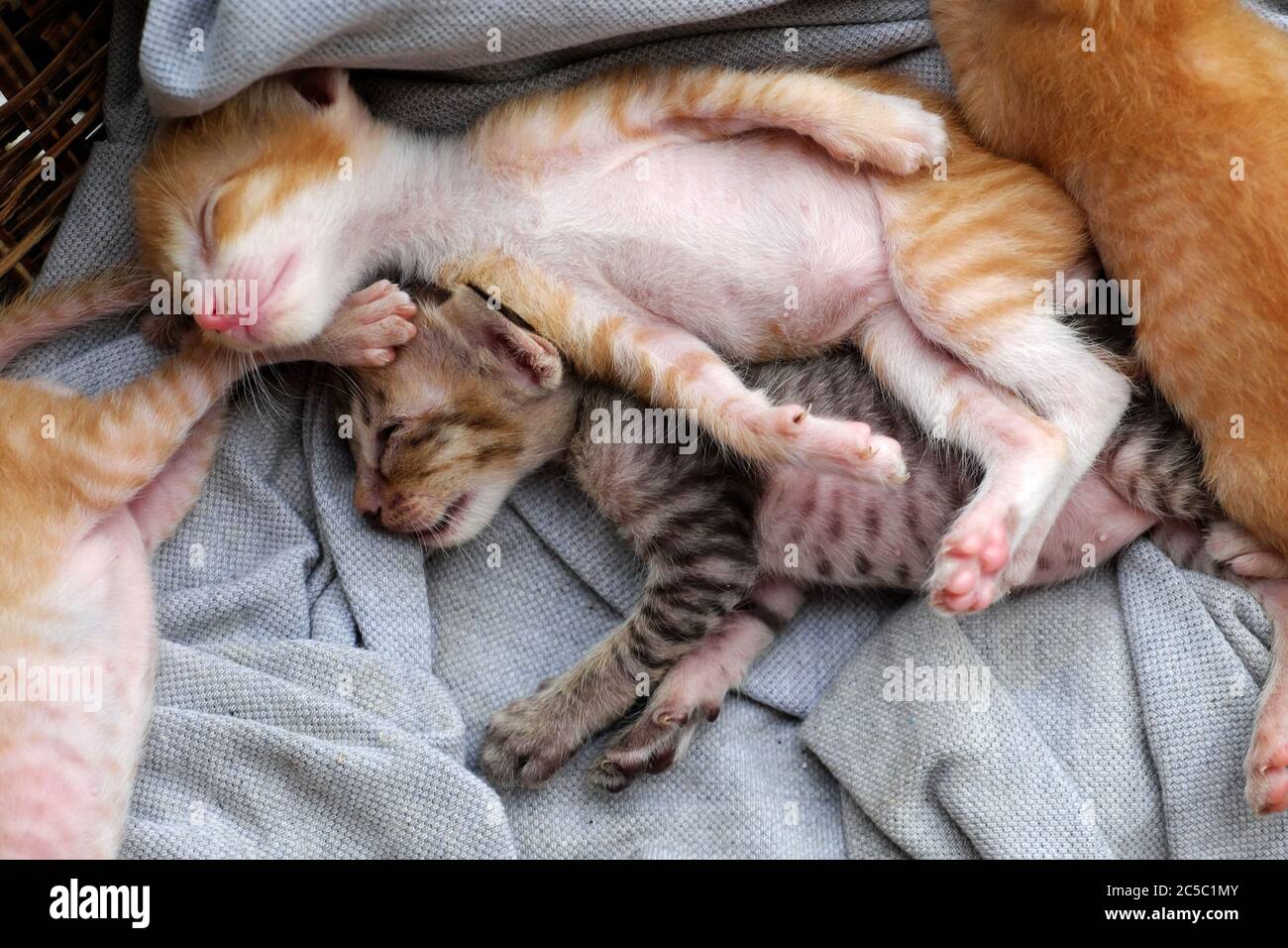 Lustige Szene aus der Vogelsicht mit vier neugeborenen Kätzchen zusammen schlafen, niedlich, Humor und hübsche Baby Tier mit Stil der hinlegen, wenn im Korb schlafen Stockfoto