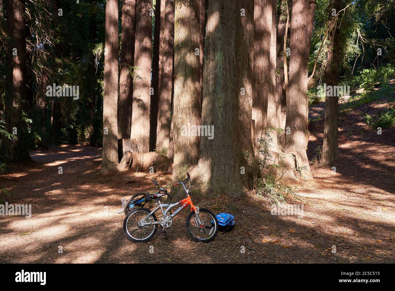 Zwei Kinderfahrräder und ein Rucksack rasteten auf dem Boden in der Nähe von hohen Redwood-Bäumen im Riverfront Regional Park in Windsor, Kalifornien. Stockfoto