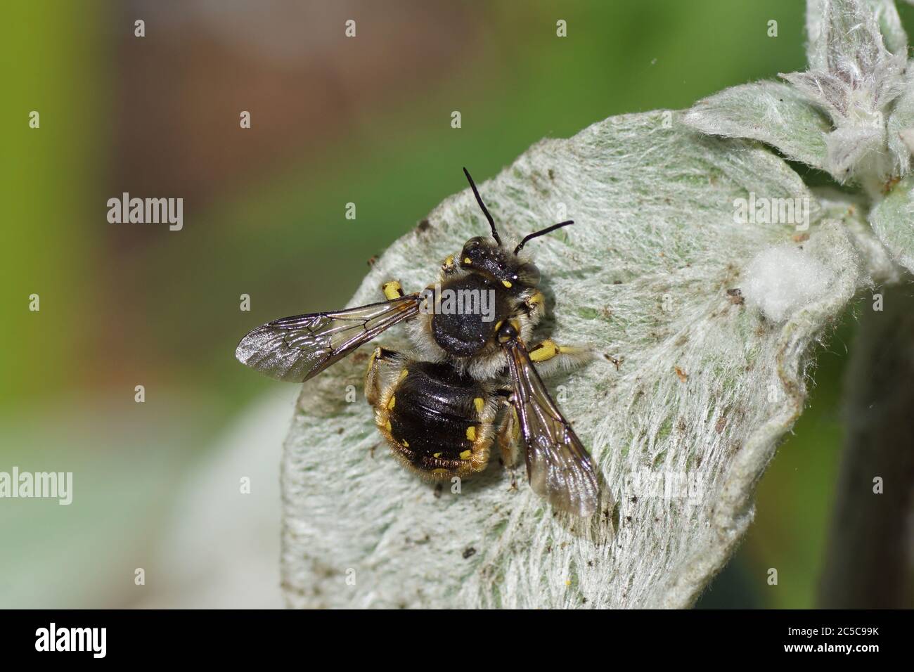 Europäische Wollschnäpfe (Anthidium manicatum) Familie Megachilidae, Blattstreichbienen auf einem Blatt eines Lammohres (Stachys byzantina), Familie Lamiaceae Stockfoto