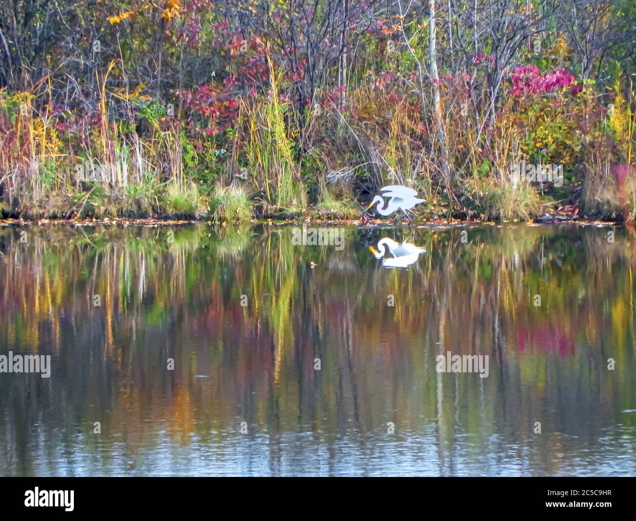 Ein erwachsener amerikanischer Reiher/Reiher/Großreiher/Großreiher/Großreiher im nicht-brütenden Gefieder, der in einem Wasserkörper Futter aufführt. Stockfoto