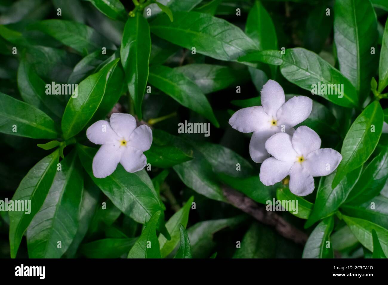 Drei Windrad-Blüten mit ihren grünen Blättern nach dem Duschen Stockfoto