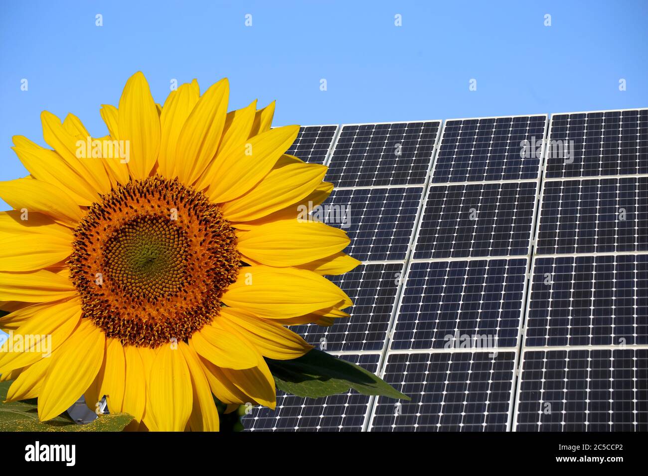 Solardach (Photovoltaikanlage) mit Sonnenblume im Vordergrund Stockfoto