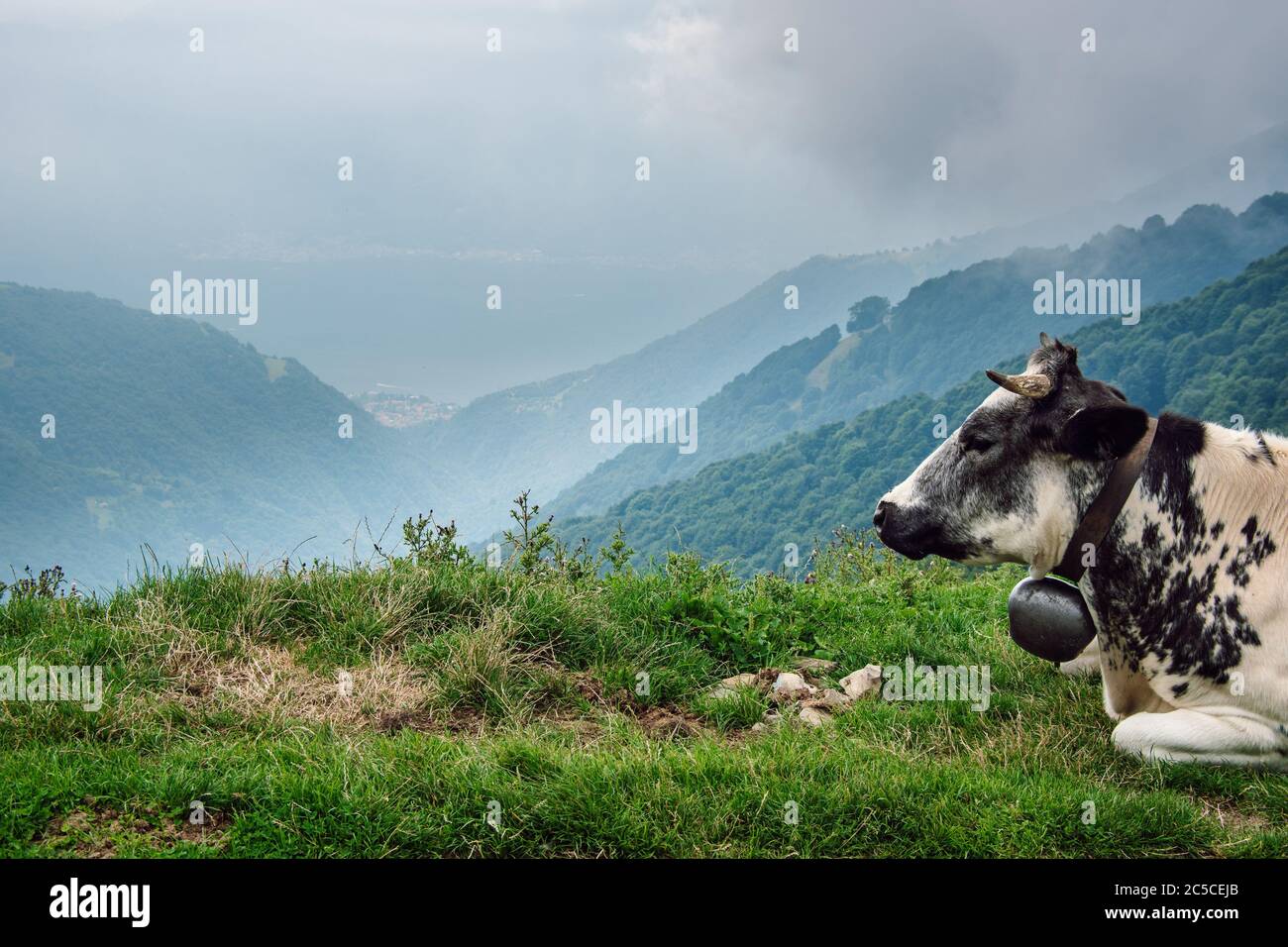 Nahaufnahme einer Almkuh, die auf dem Gras, über einem Bergtal, vor Bergketten im Hintergrund liegt. Stockfoto