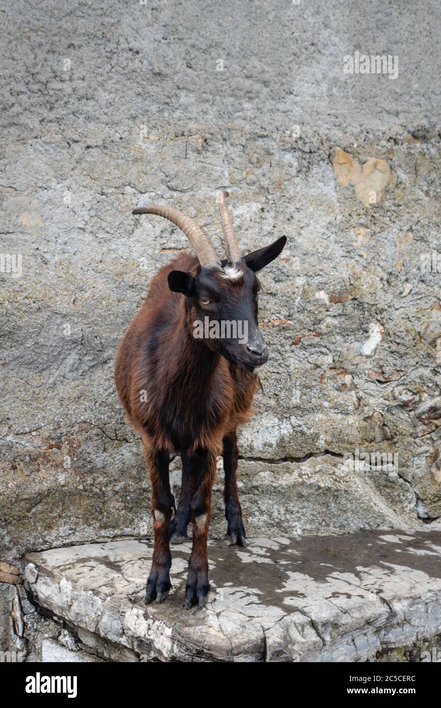 Bergziege in der Nähe des alten farmhousе in den Bergen über dem Comer See. Agrotourismus in der Region Lombardei, Italien. Stockfoto