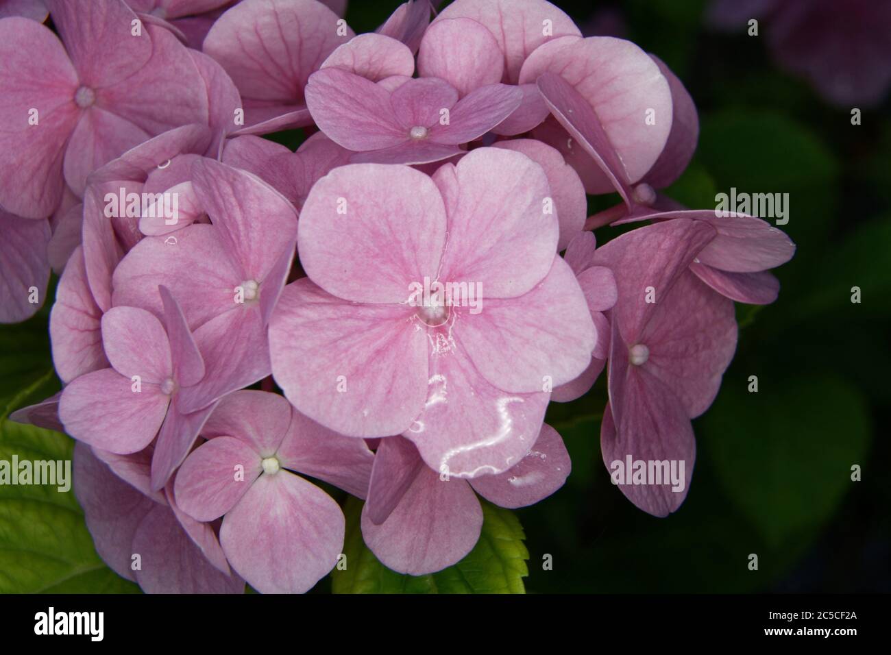 Hortensien, Nahaufnahme einer regendurchtränkten Hortensienblume Stockfoto