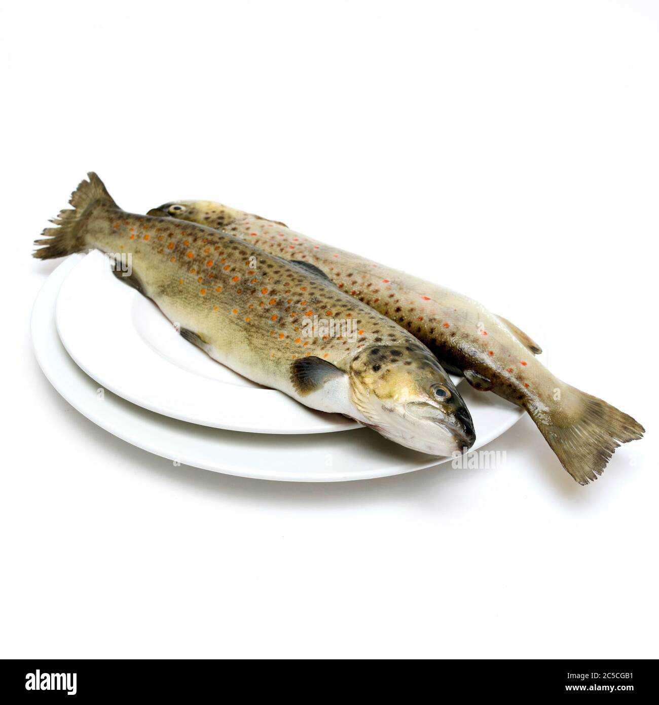 Zwei Forellen in einer Platte Stockfoto