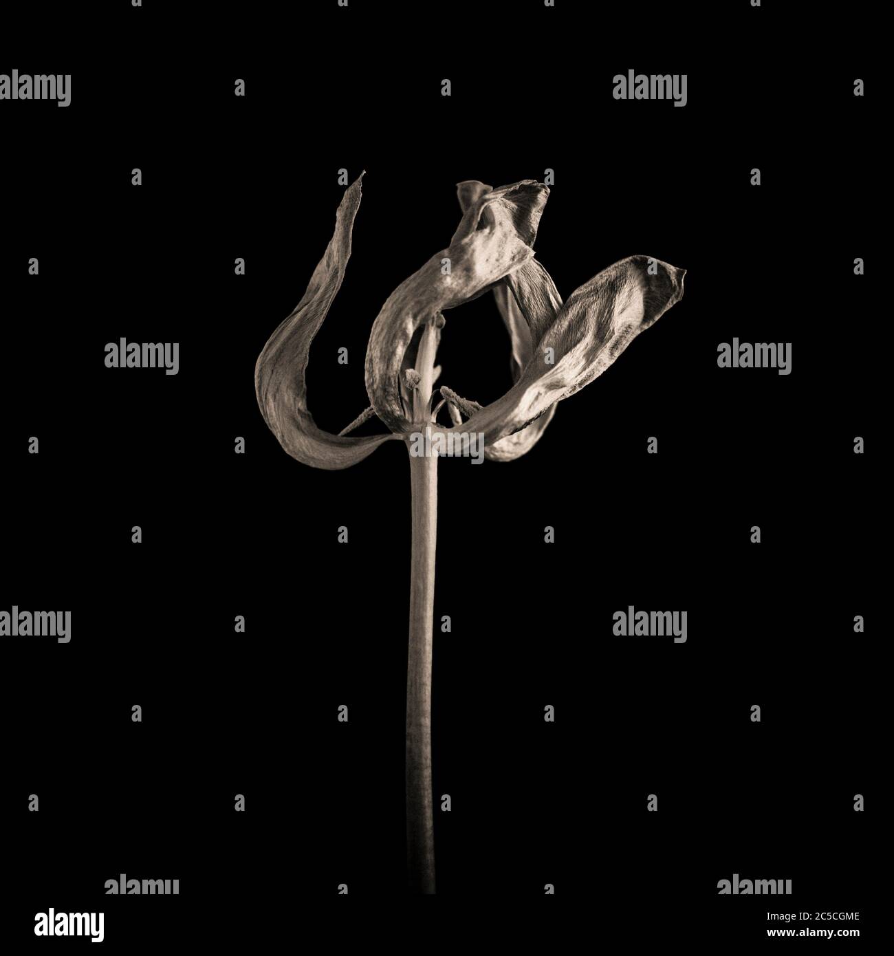 Verwelkt Tulpe auf einem schwarzen Hintergrund Stockfoto