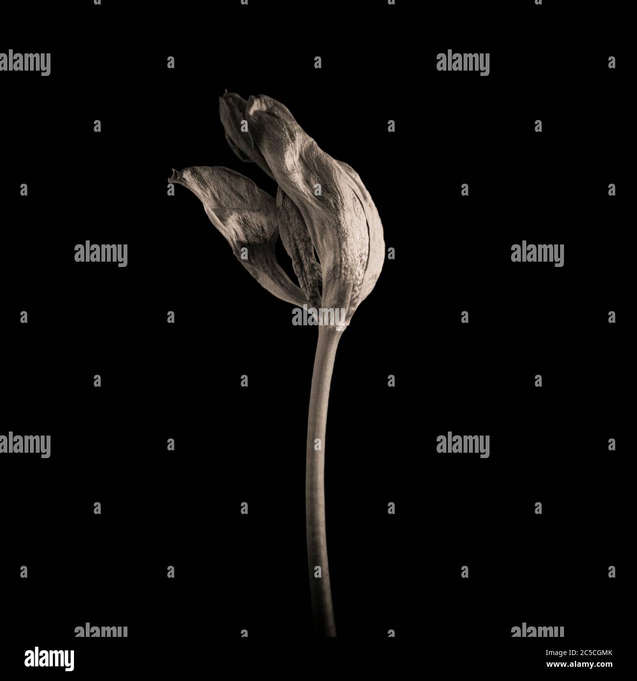 Verwelkt Tulpe auf einem schwarzen Hintergrund Stockfoto