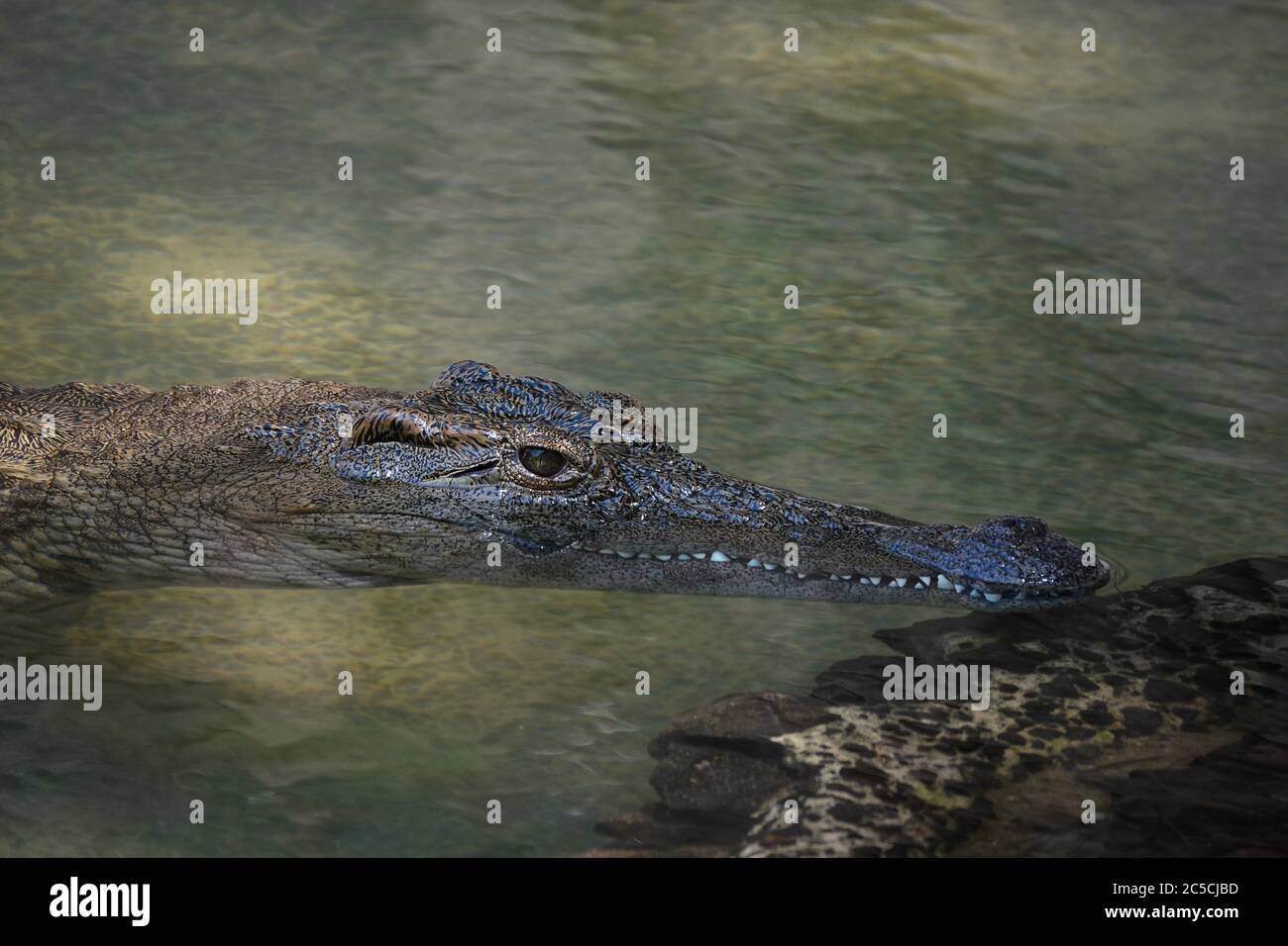 Kleines Krokodil mit scharfen Zähnen, die in klarem Wasser abkühlen Stockfoto