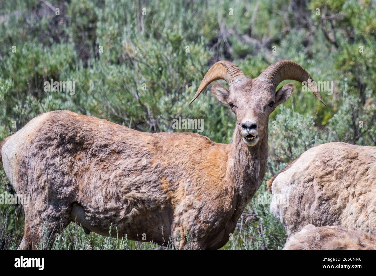 Eine weibliche Bighorn Schafe auf dem Feld des Yellowstone National Park, Wyoming Stockfoto