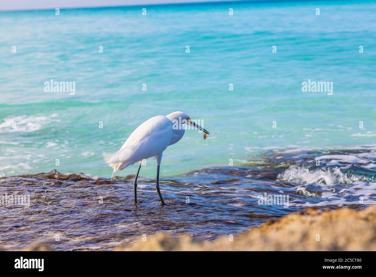 Weiße Wasservögel am Strand auf der Dominikanischen Republik Stockfoto