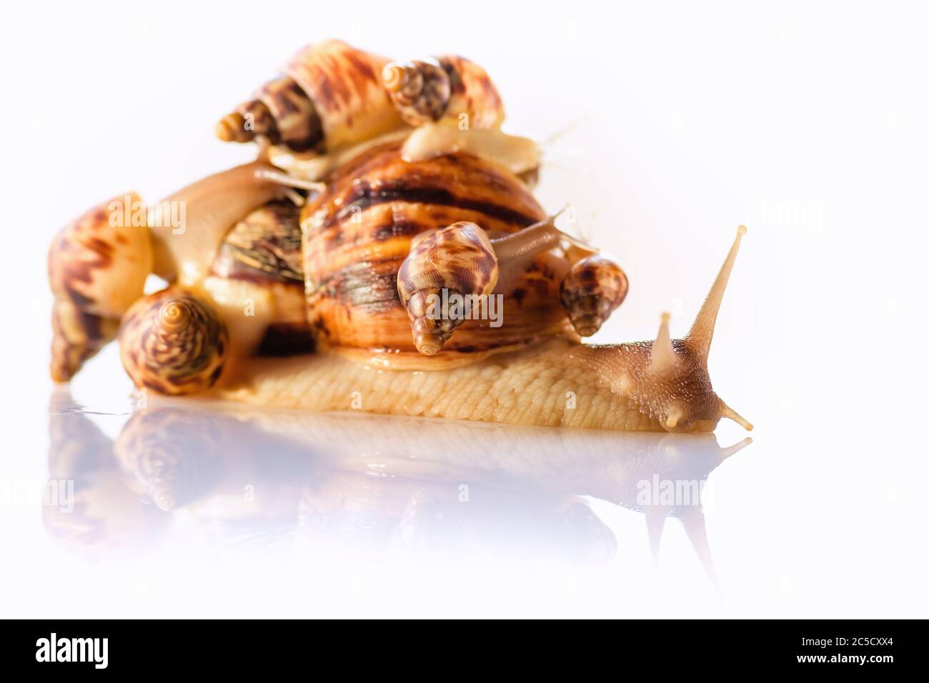 Mutter vieler Kinder. Frohe Familie. Mutter vieler Kinder und ihre Kinder sind zusammen zum Wandern. Liebe für Kinder und ihre Erziehung. Haus fo Stockfoto