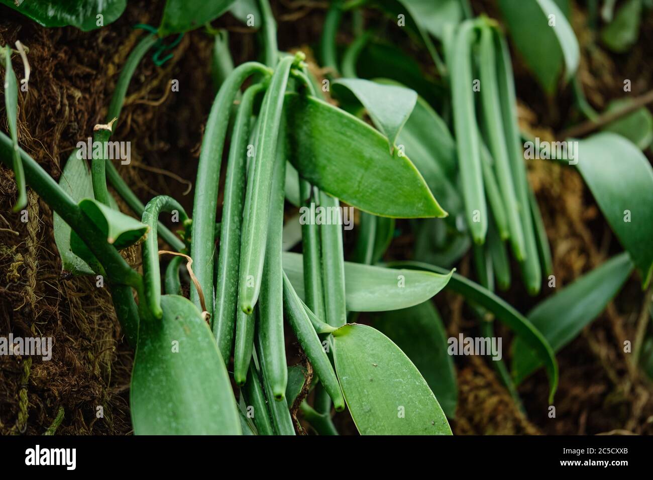 Vanilleschote Pflanze - grüne Bohnen Stockfoto