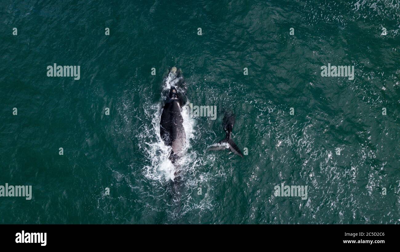 Luftaufnahme einer Mutter von südlichen rechten Walen und seinem Kalb in Hermanus, Südafrika Stockfoto