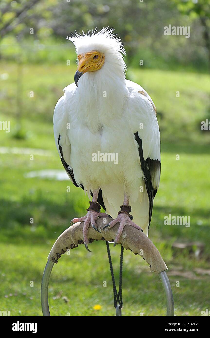 Ägyptischer Geier (Neophron percnopterus) auf einem Wirt Stockfoto