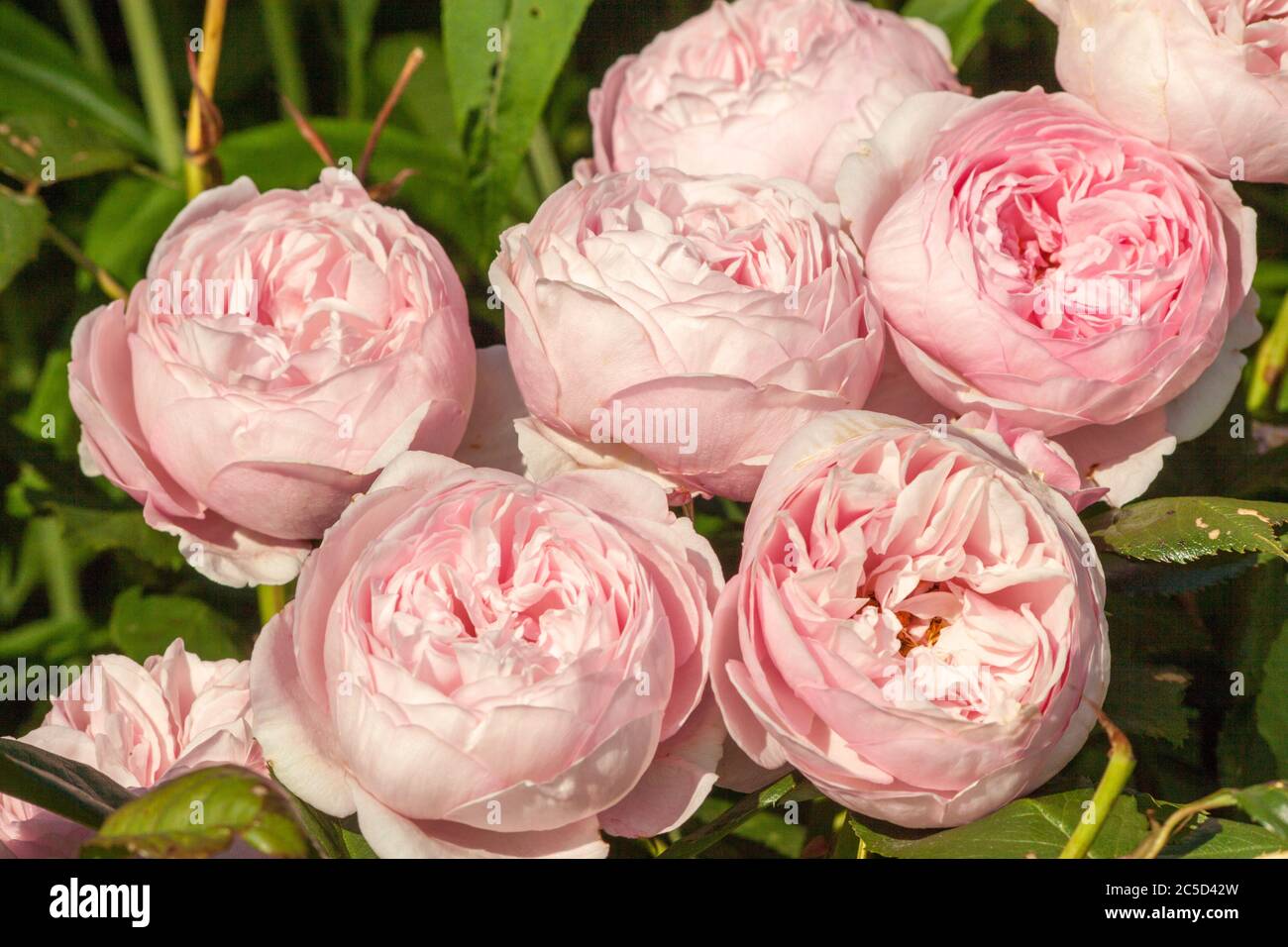 Die David Austin Strauchrose Geoff Hamilton wächst in einem englischen Cottage Rose Garten Stockfoto