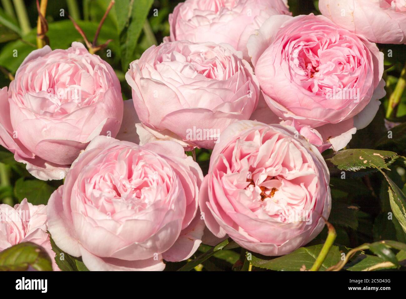 Die David Austin Strauchrose Geoff Hamilton wächst in einem englischen Cottage Rose Garten Stockfoto