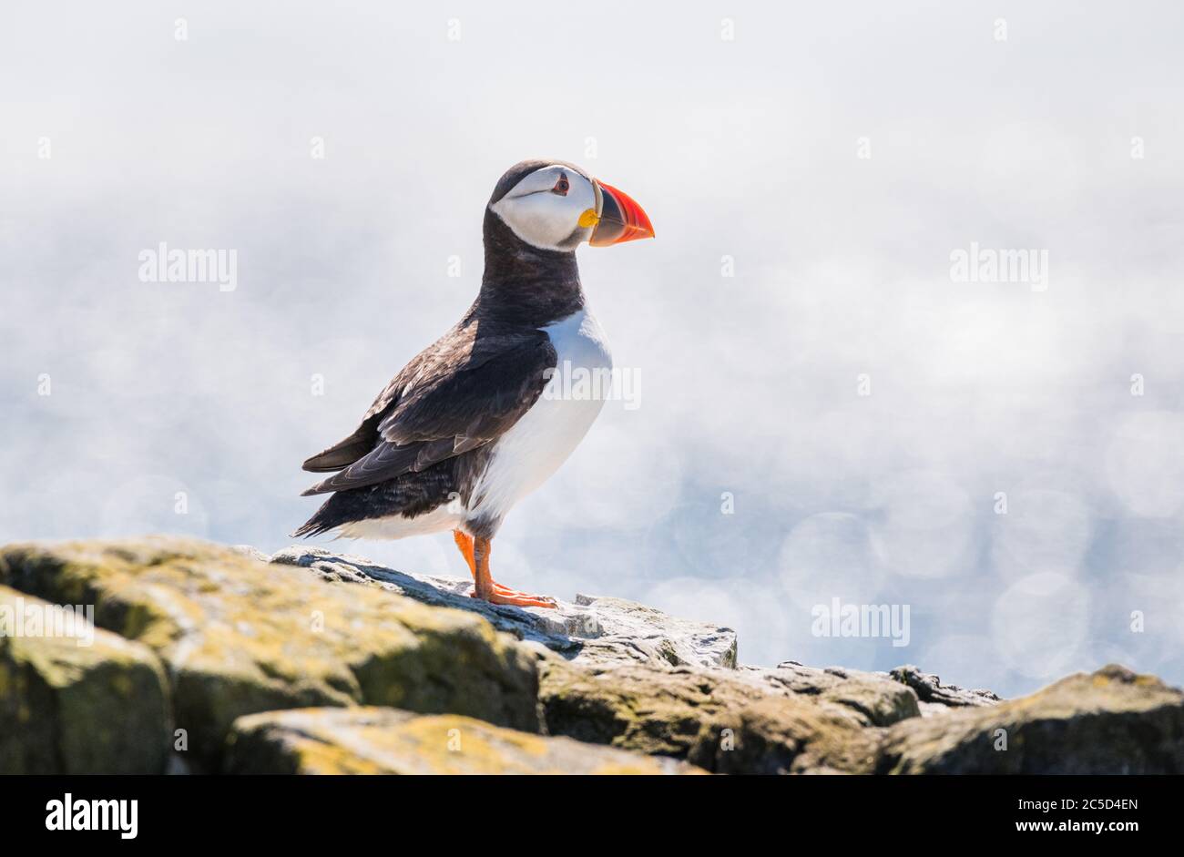 Ein Porträt eines bunten Atlantischen Papageitauchpuffins auf den Klippen der Farne Islands Northumberland mit der Nordsee im Hintergrund Stockfoto