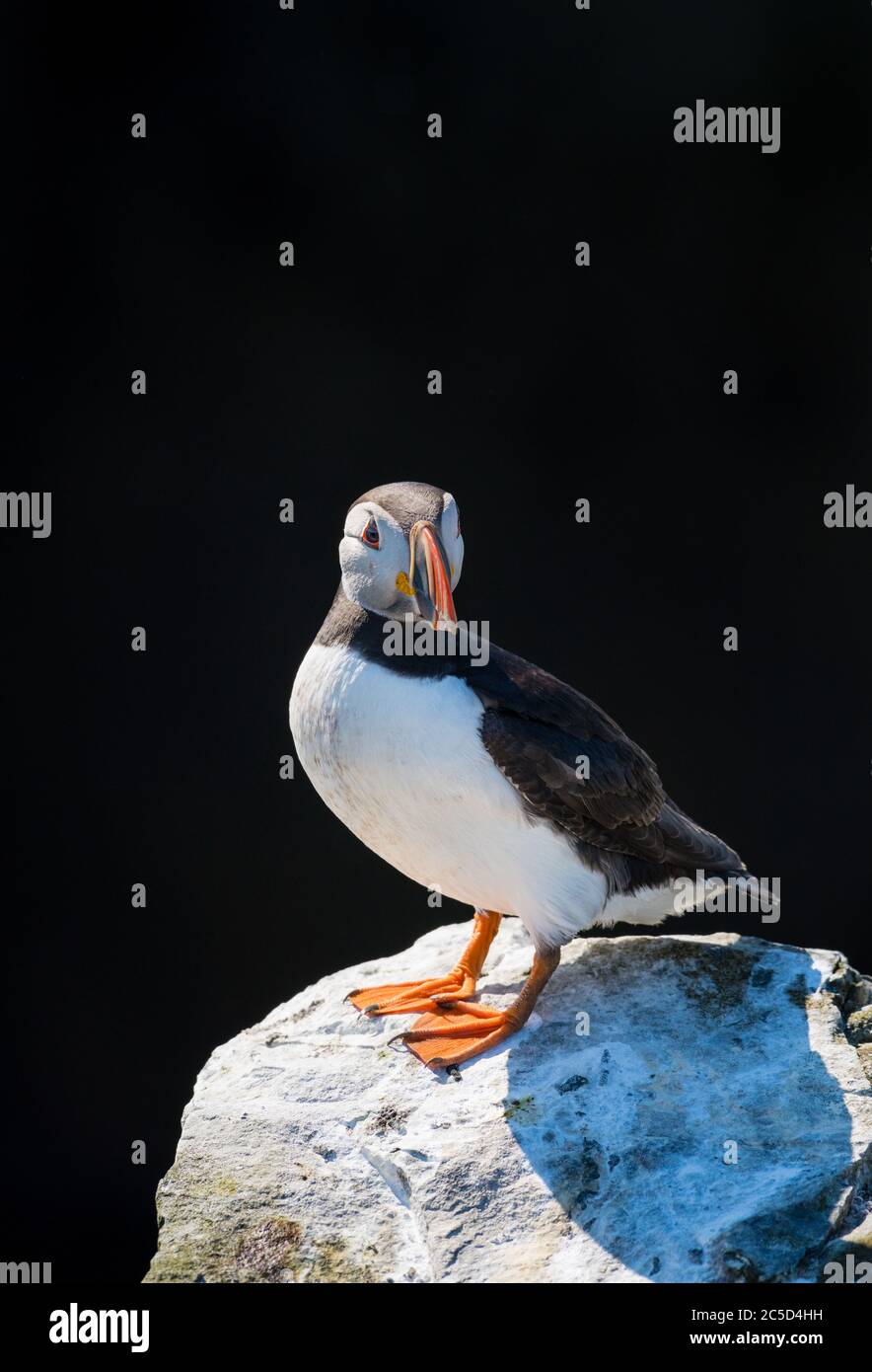 Ein Porträt eines bunten Atlantischen Papageitaucher sitzen auf den Klippen auf Farne Islands Northumberland mit einem schwarzen Hintergrund Stockfoto