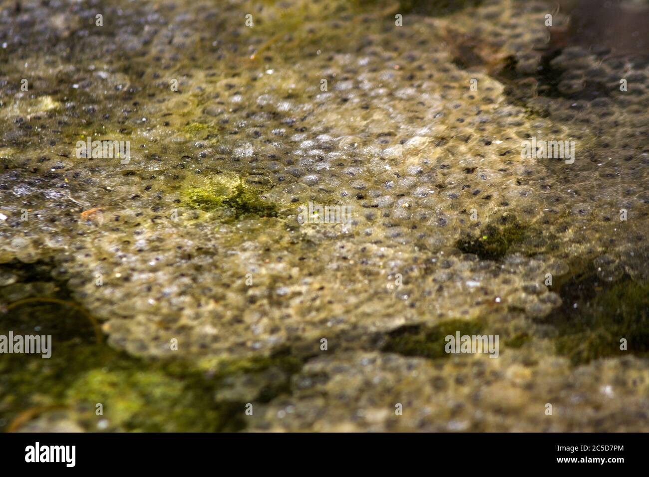 Massen laichen Fotos und Bildmaterial in hoher Auflösung Alamy