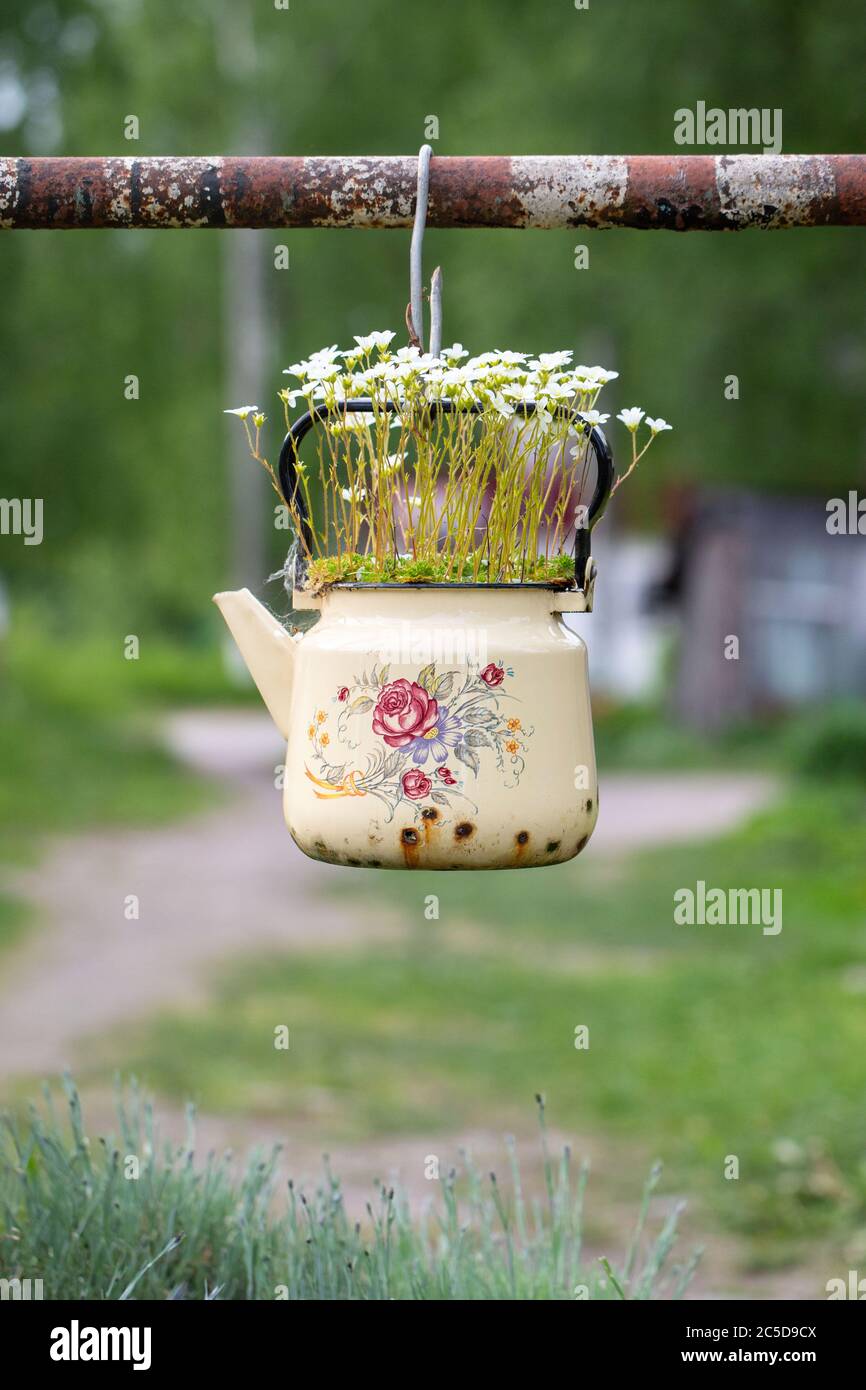 Blühende Pflanze Saxofrage mit kleinen weißen Blüten in einer alten emaillierten beige Teekanne im Freien. Selektiver Weichfokus. Wiederverwendung von unnötigen Dingen Stockfoto