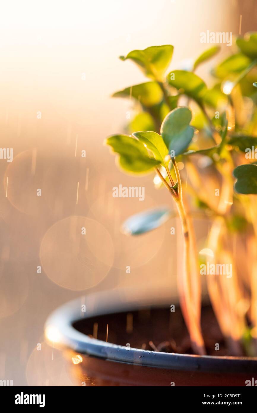 Nahaufnahme von jungen grünen Sprossen / Setzlinge Rucola unter regen Tropfen bei Sonnenuntergang Zeit, selektive Weichfokus, im Freien. Gartenarbeit, im Hochbett wachsend, summe Stockfoto