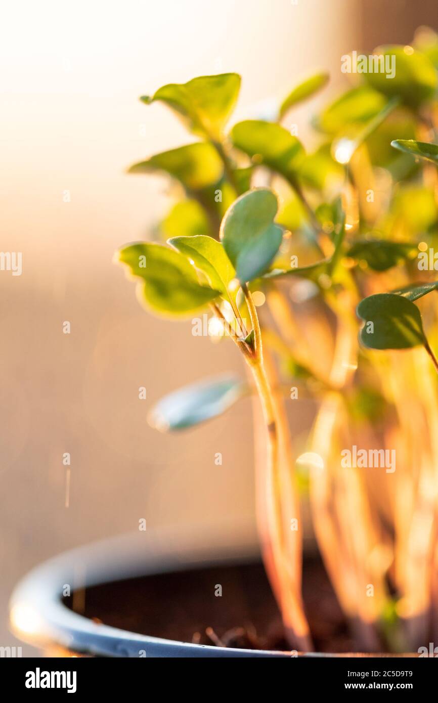 Nahaufnahme von jungen grünen Sprossen / Setzlinge Rucola bei Sonnenuntergang, selektive Weichfokus, im Freien. Gartenarbeit, im Hochbeet wachsen, Sommer Pflanzen. Stockfoto