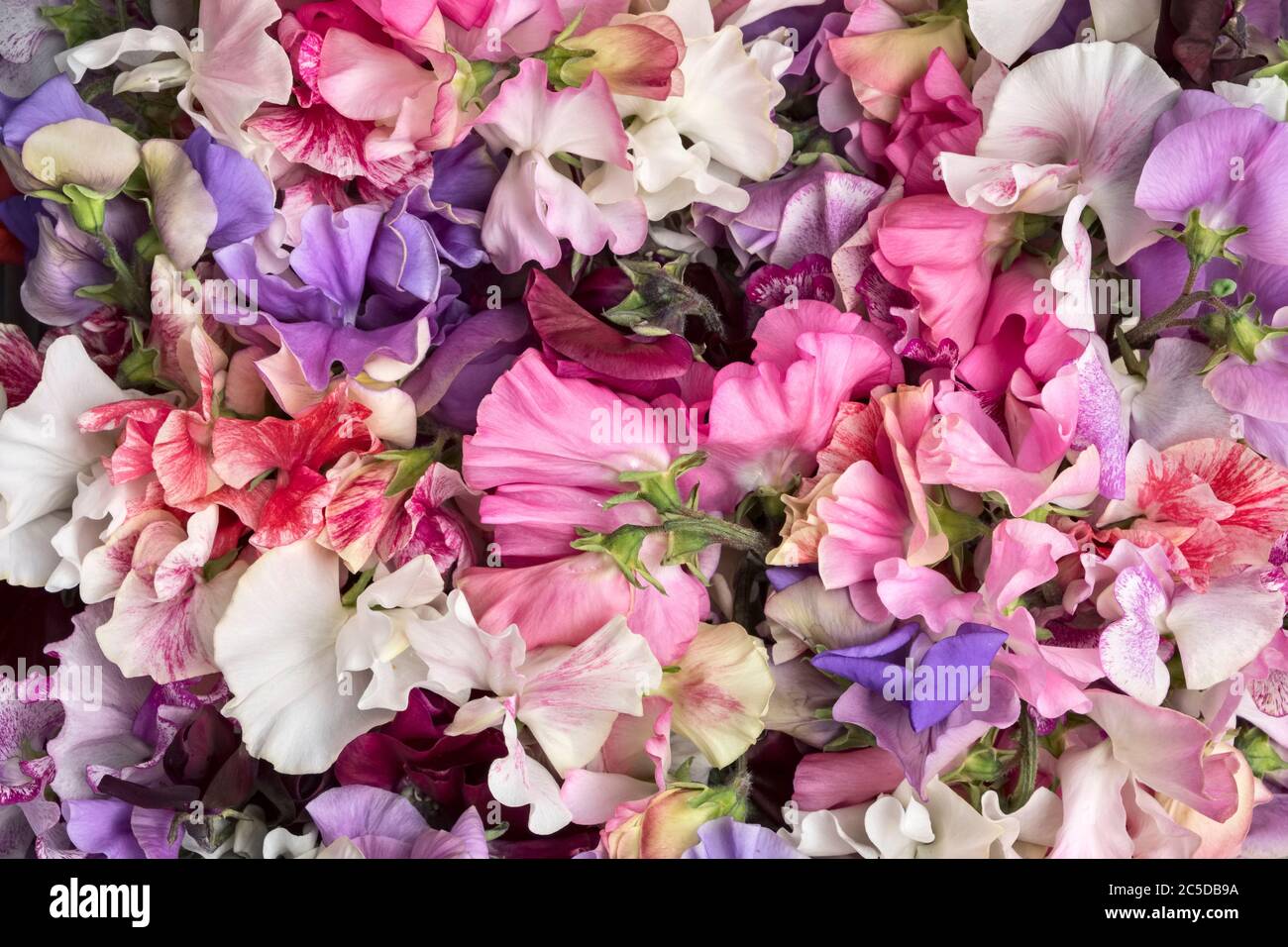 Ein Bündel frisch gepflückter, süßer Erbsenblüten (Lathyrus odoratus), Nahaufnahme, Großbritannien Stockfoto