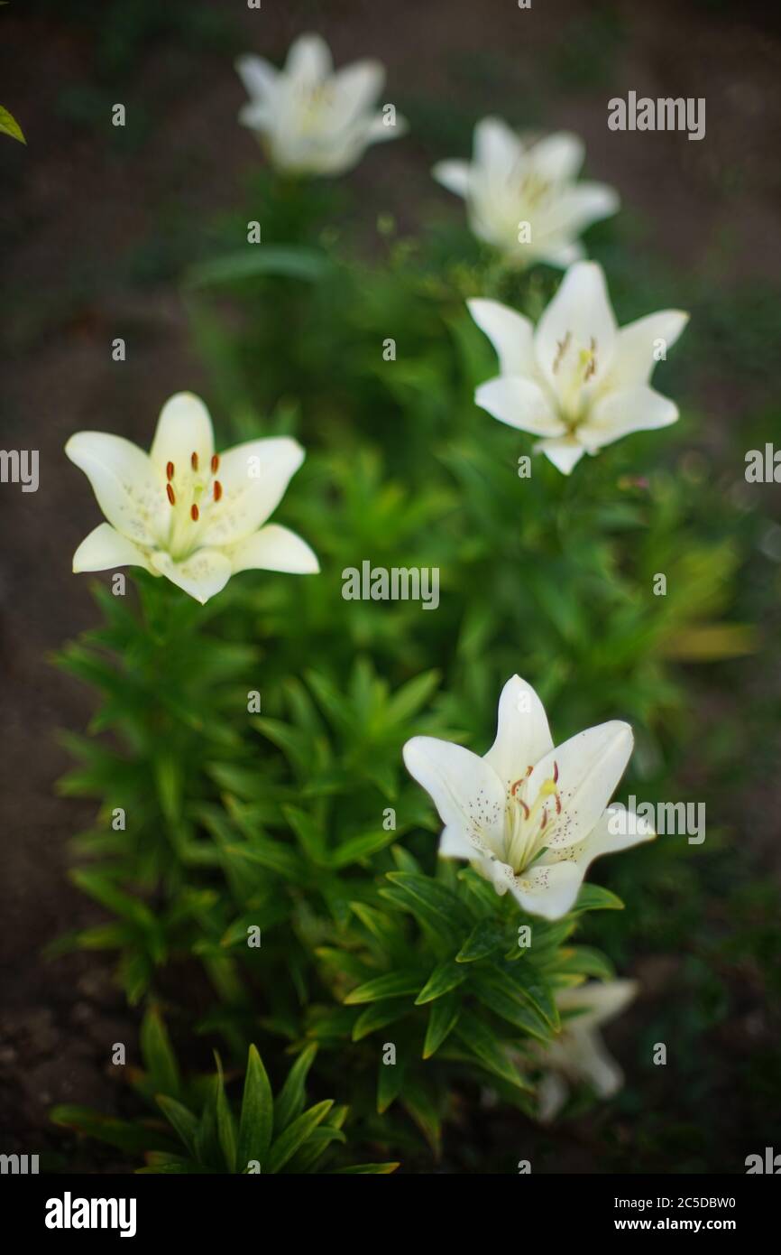 Weiße Lilienblumen wachsen in einem dunklen Sommergarten. Stockfoto