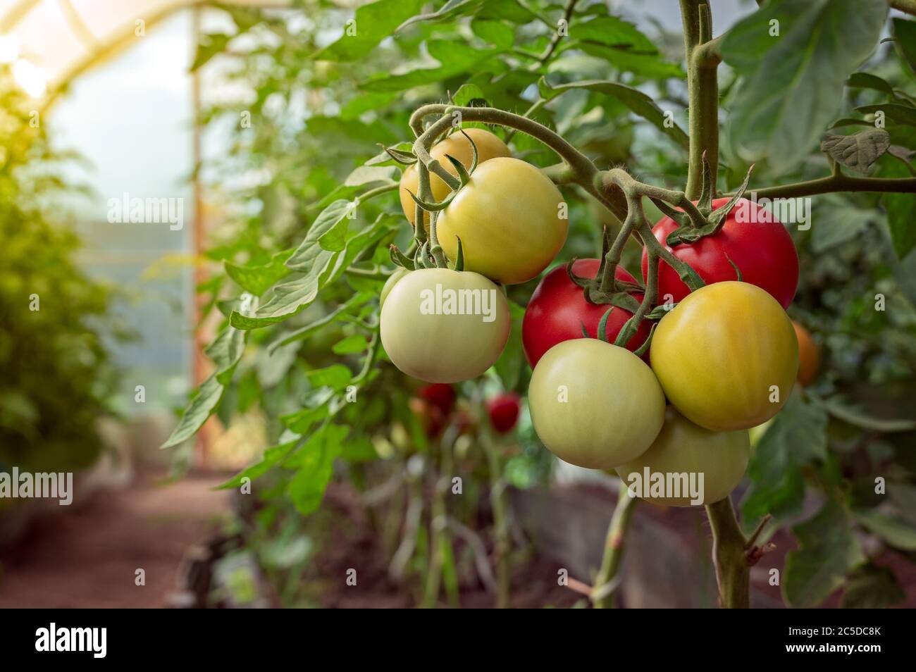 Schöne rote reife Tomaten in einem Gewächshaus angebaut. Schöner Hintergrund. Reife und reife Tomaten bereit, in einem Gewächshaus zu pflücken. Stockfoto